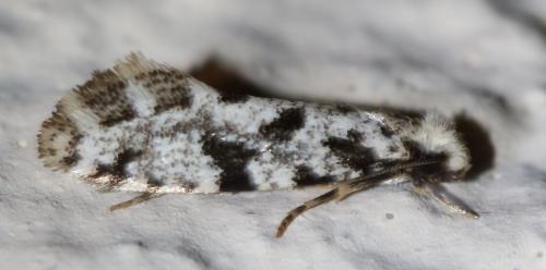 Réf. 248 146 : Nemapogon sp.